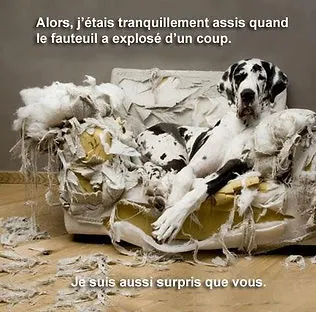 Humour canin
