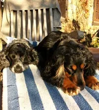 Les Cockers au refuge des animaux-vraie