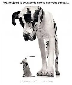 chien courageux