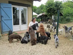 Valérie Baudin et les Cockers à l?association Animaux VRAIE