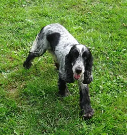 Dolce vita (Lola)