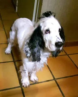 Emilio