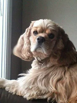 ELFY