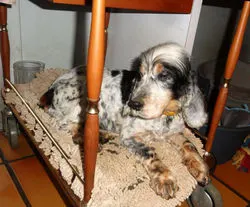 Teddy