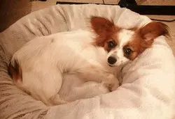 Pixie