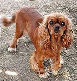 Jador