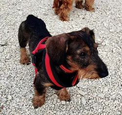 Pablo