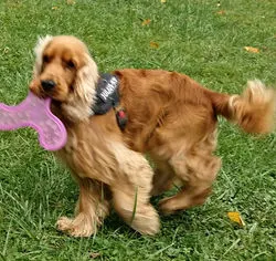 MURPHY