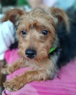 Oliver