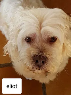 ELLIOT