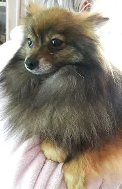 la coyotte dite Coco