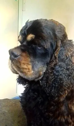 Igor