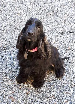 Heidi
