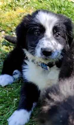 Sacha