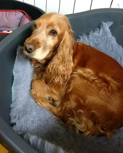 Daisy