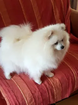 Lilie