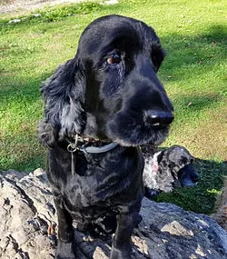 Gulliver