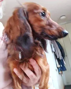 Lola
